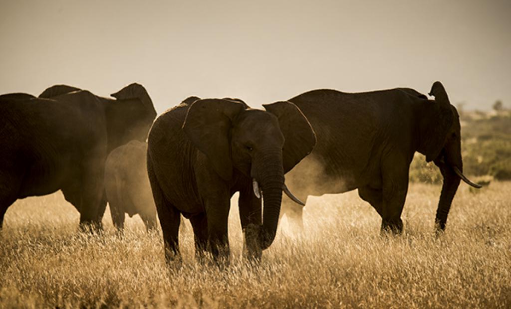 Kenya: Kenya – i elefanternas fotspår