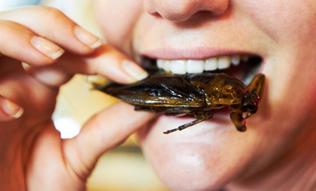 Schweiz: Lär dig tillaga en gourmetmiddag av insekter 