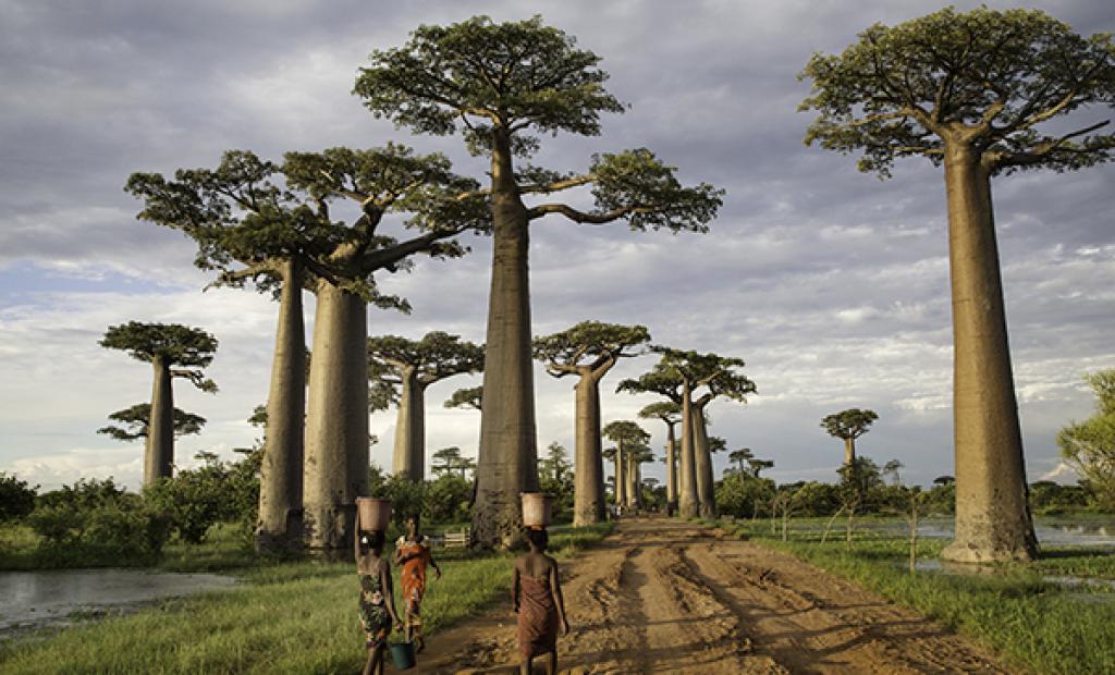 Madagaskar: Tvärs över Madagaskar